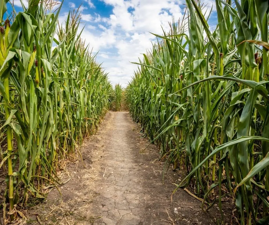 Corn maze 