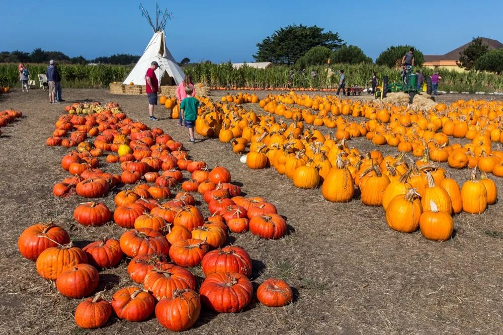 Farmer Johns Pumpkin Farm in Half Moon Bay