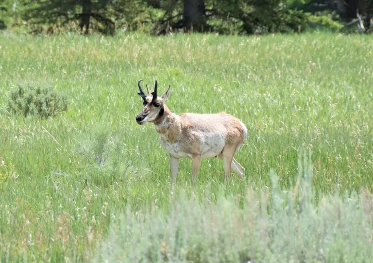 Pronghorn in Grand Teton National Park