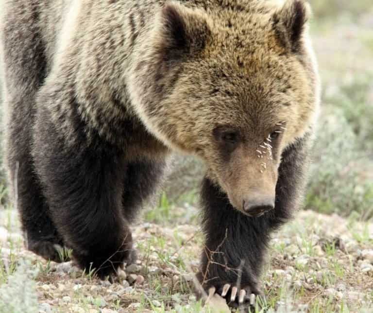 Grizzly bear