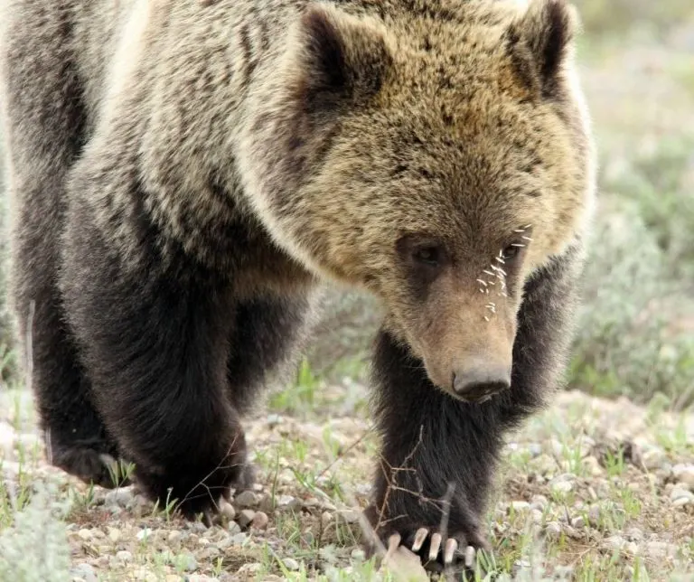 14 Fun Things To Do in Grand Teton National Park with Kids 17 Grizzly bear