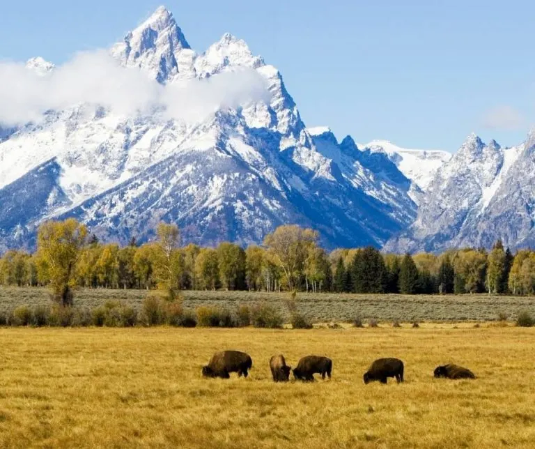 14 Fun Things To Do in Grand Teton National Park with Kids 15 Bison in Grand Teton National Park