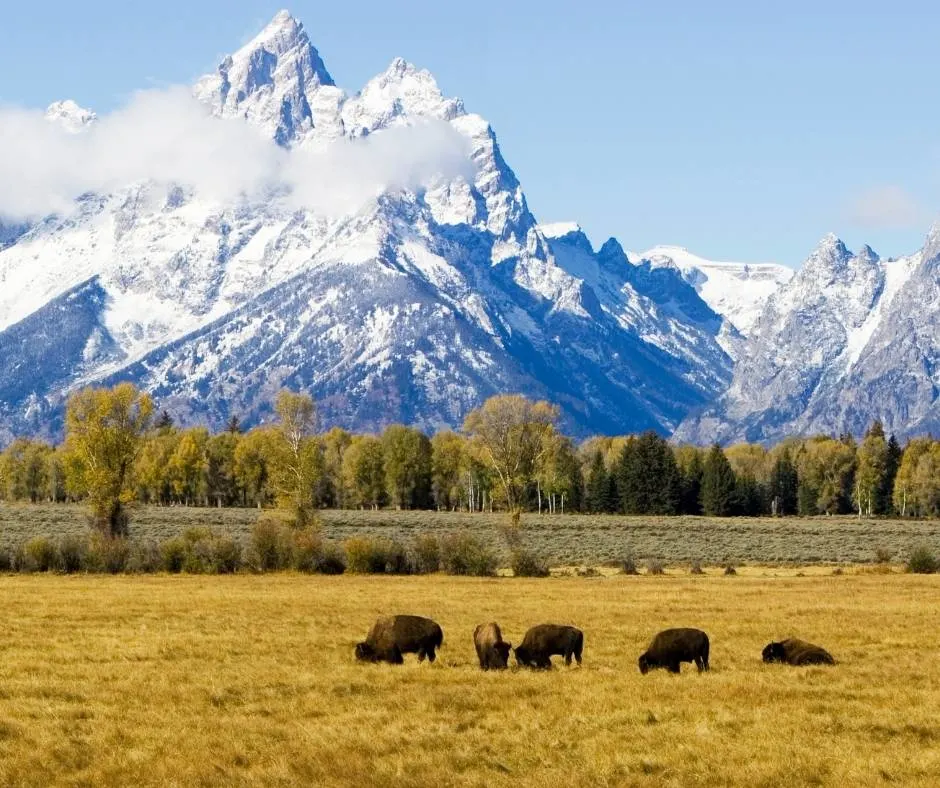 Bison in Grand Teton National Park