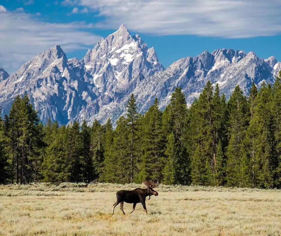 Take a wildlife safari in Grand Teton National Park