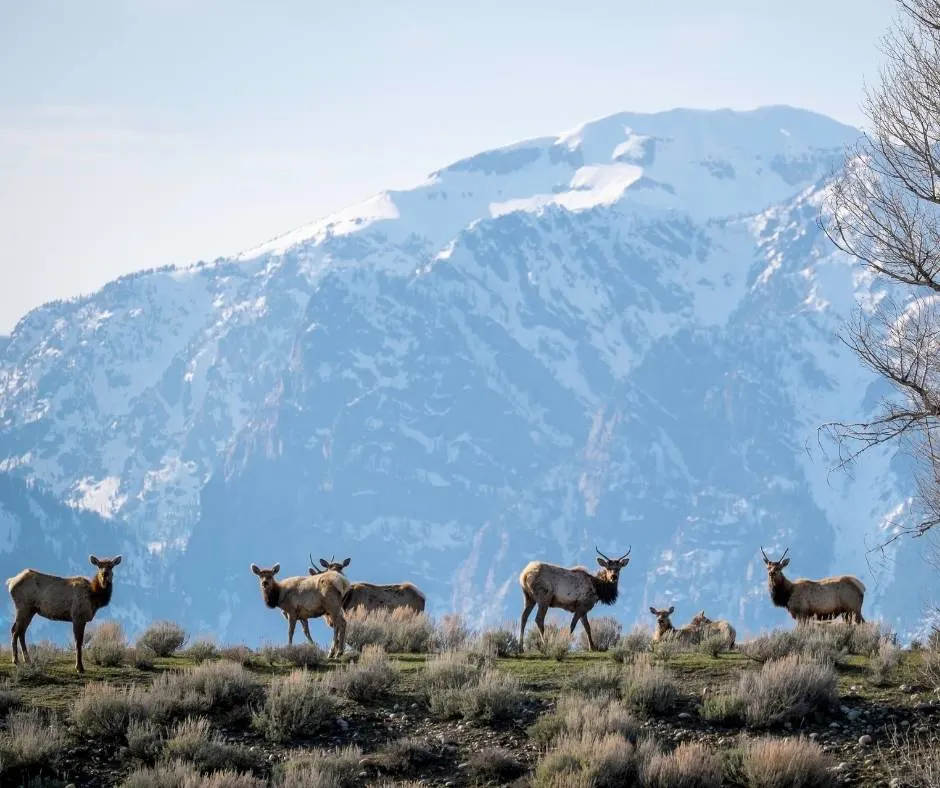 Elk in Grand Teton National Park