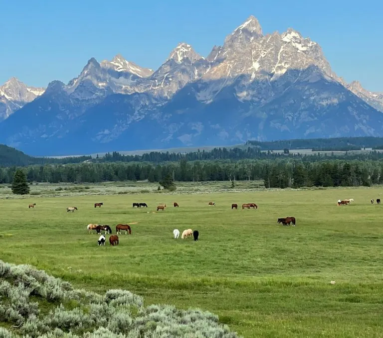 Horses in Grand Teton National Park