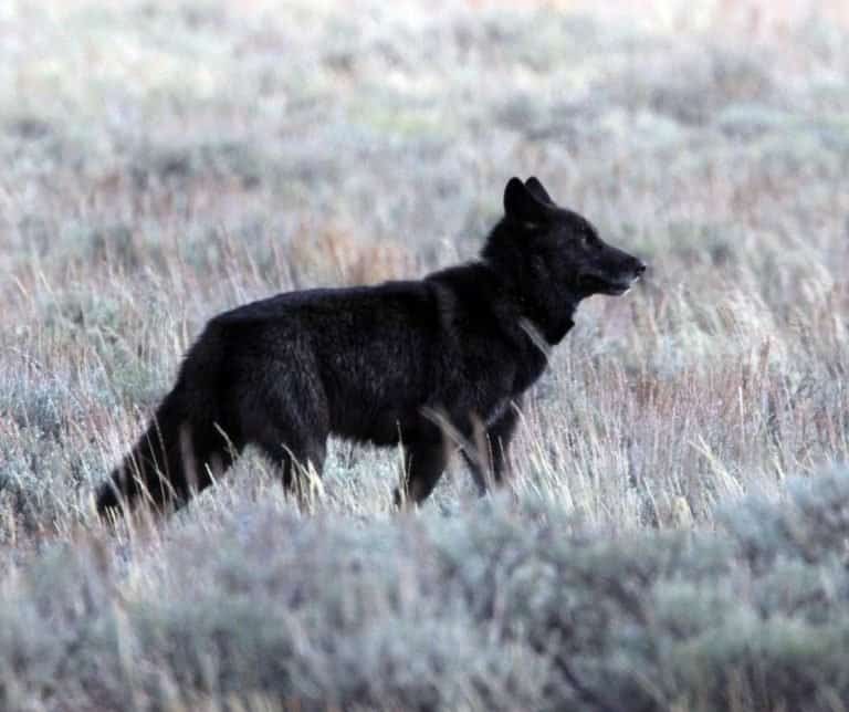 wolf in Grand Teton