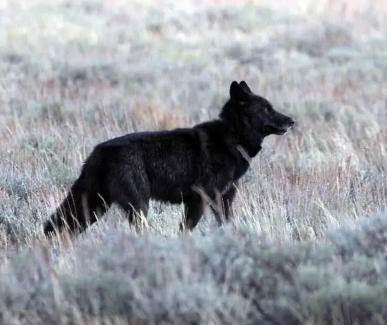 14 Fun Things To Do in Grand Teton National Park with Kids 18 wolf in Grand Teton