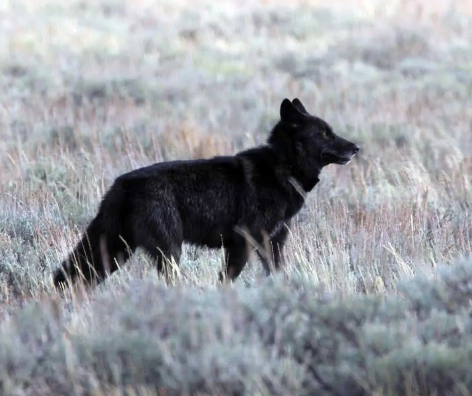 14 Fun Things To Do in Grand Teton National Park with Kids 7