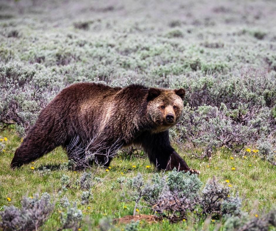Grizzly Bear in Yellowstone