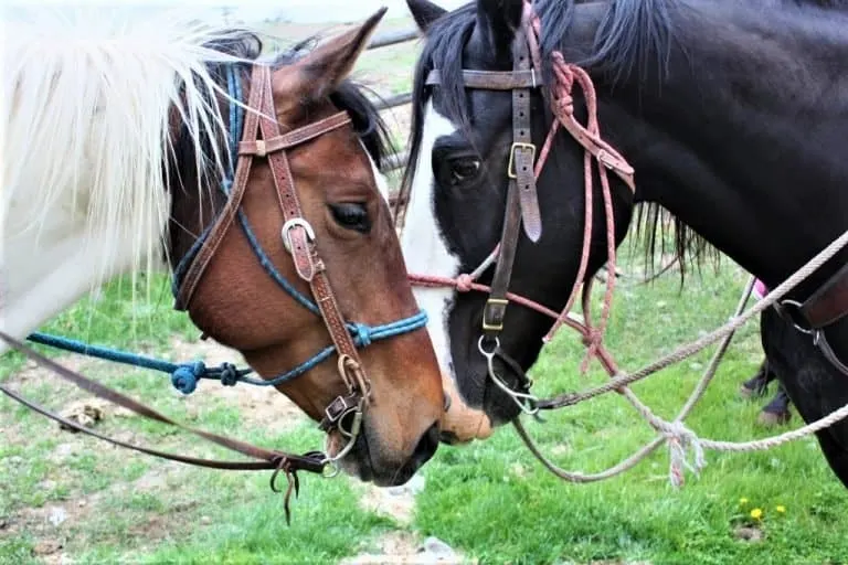 Yellowstone Horses