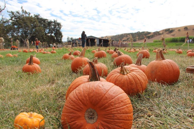 Pumpkin patches in the Bay area