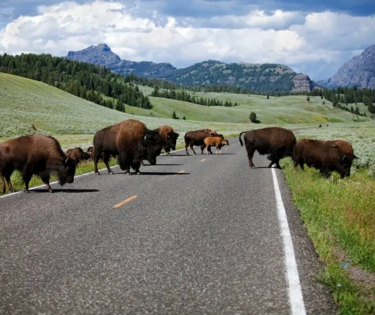 Bison in the Lamar Valley