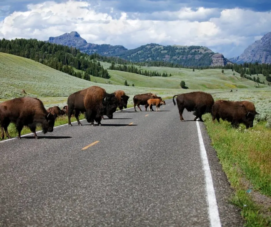 Lamar Valley Bison in Yellowstone National Park