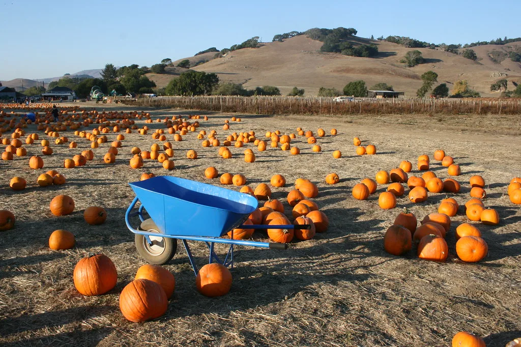 One of the best Pumpkin patches in the Bay Area is Nicasio Valley Pumpkin Patch