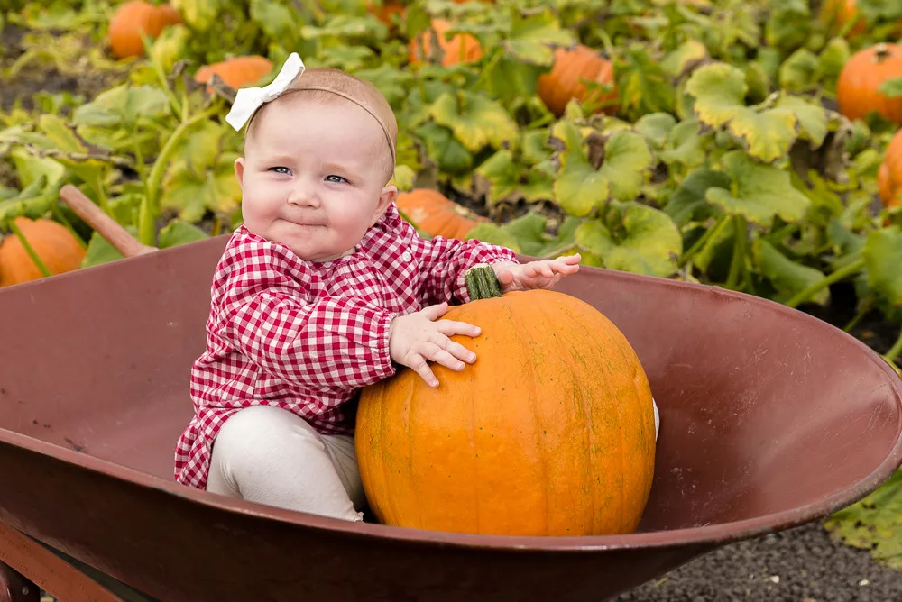 14 Fabulous Pumpkin Patches in the Bay Area 1