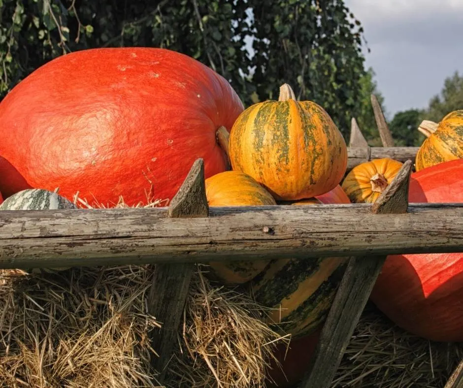 14 Fabulous Pumpkin Patches in the Bay Area 2