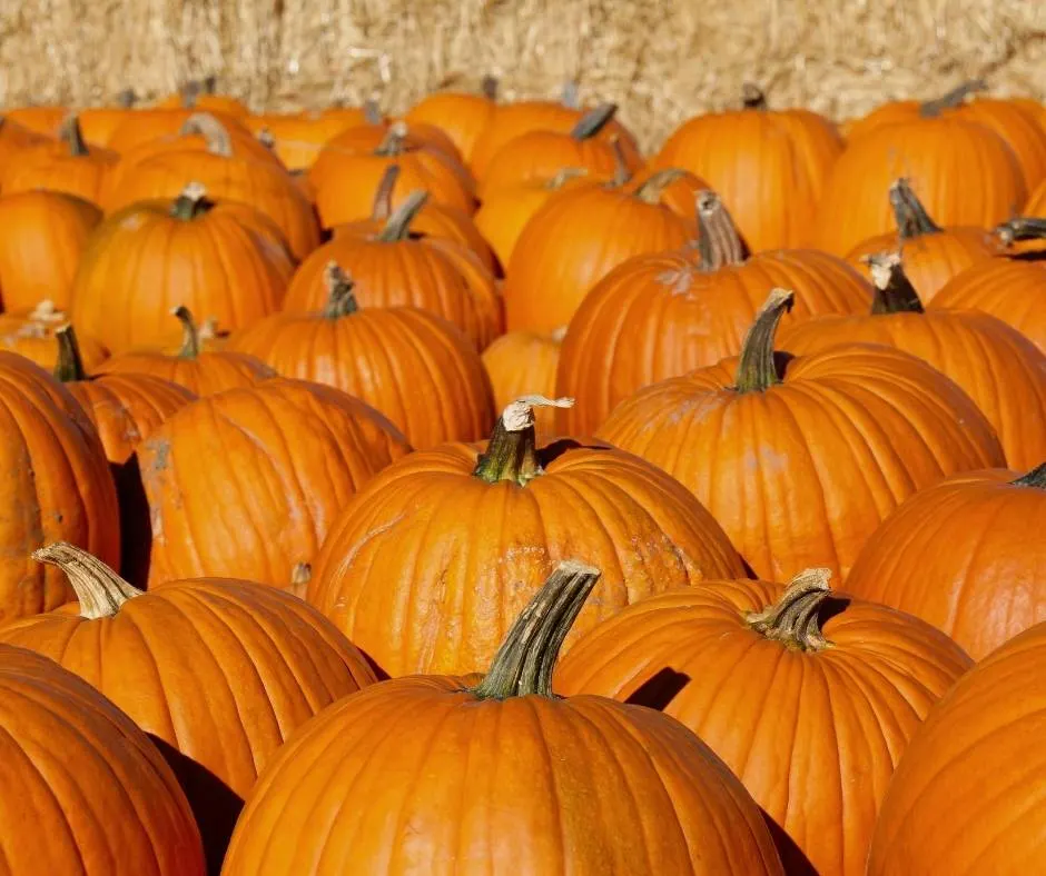 Piedmont Avenue Pumpkin Patch is a good option in Oakland