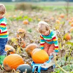 14 Fabulous Pumpkin Patches in the Bay Area