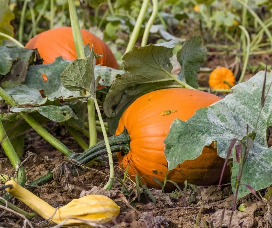 Pick pumpkins from the vine at Bob's Pumpkin Farm in Half Moon Bay