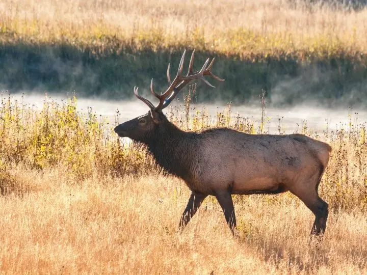 Elk in Gardiner