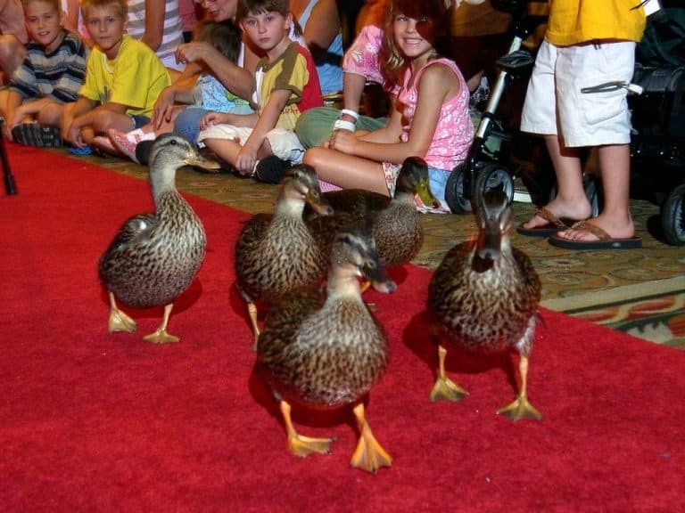 Peabody Hotel Ducks