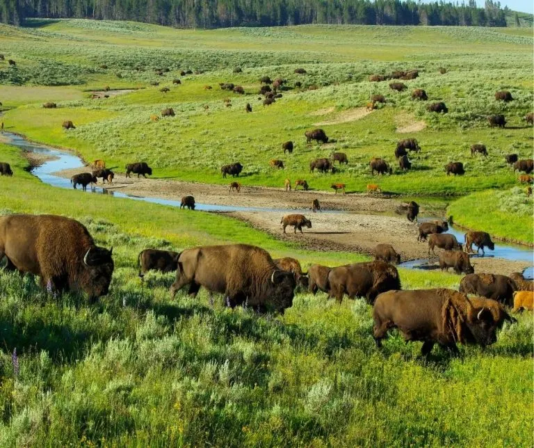 Over 25 Amazing Things to do in Yellowstone with Kids 16 Herd of bisonin Hayden Valley