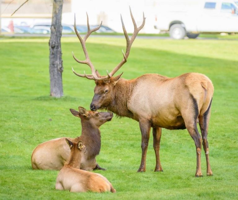 elk near Mammoth Hot Springs
