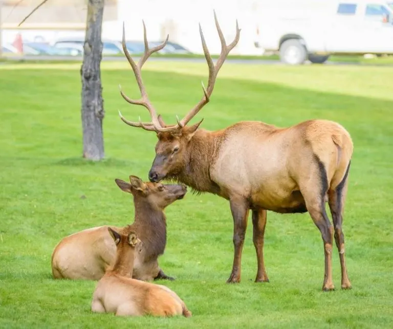 Over 25 Amazing Things to do in Yellowstone with Kids 30 elk near Mammoth Hot Springs