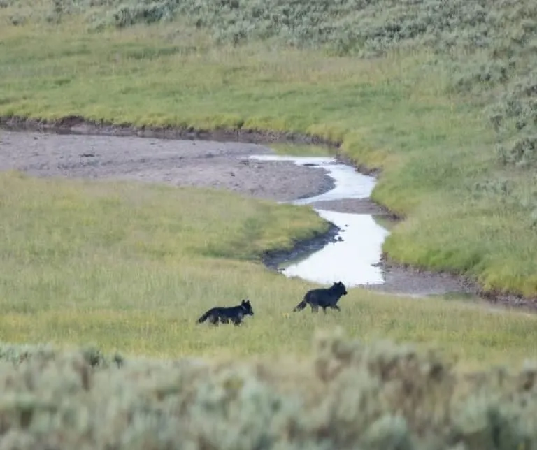 Over 25 Amazing Things to do in Yellowstone with Kids 17 wolves in Hayden Valley