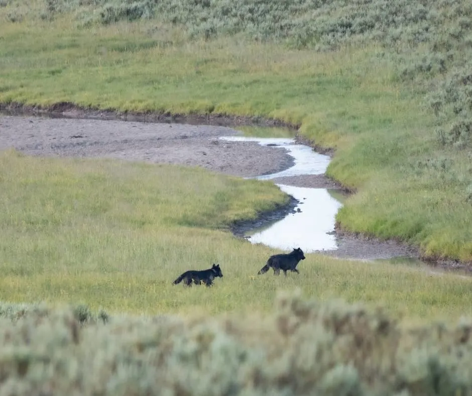 Over 25 Amazing Things to do in Yellowstone with Kids 3