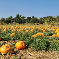 12 Best Pumpkin Patches in San Diego
