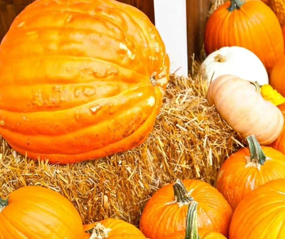 Seasonal Adventures has two Las Vegas pumpkin patch locations