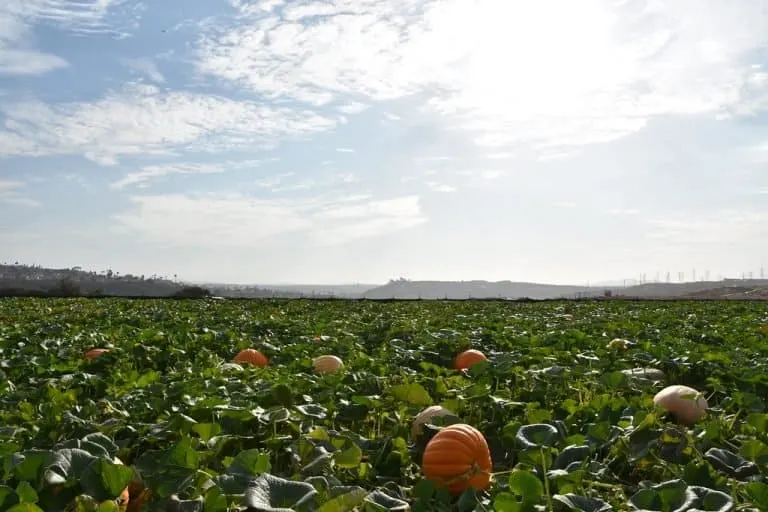 Carlsbad Pumpkin Patch