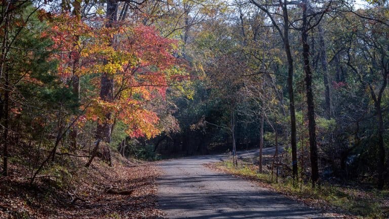 Davey Dogwood Park