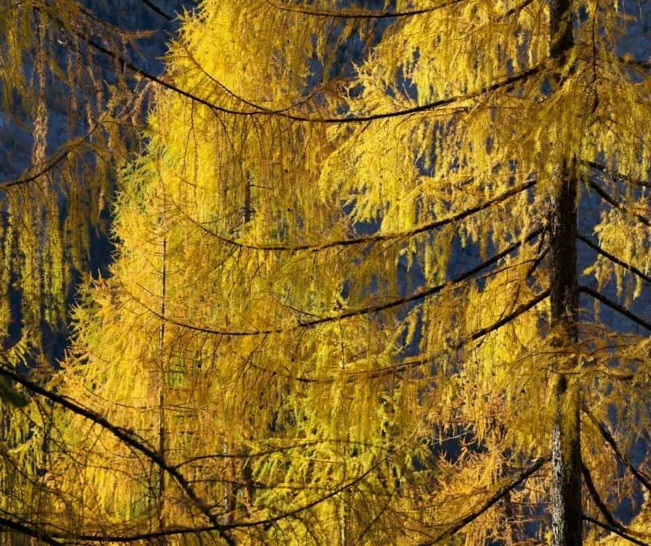 Oregon Fall Colors- 13 Places to See Oregon Fall Foliage 3