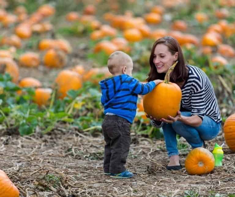Mountain Valley Ranch has a great pumpkin patch near San Diego