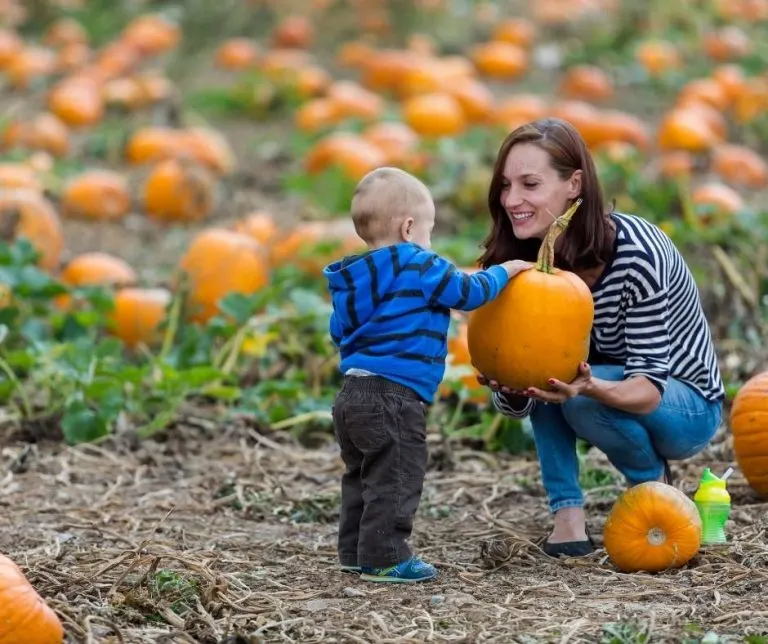 Pumpkin Patch