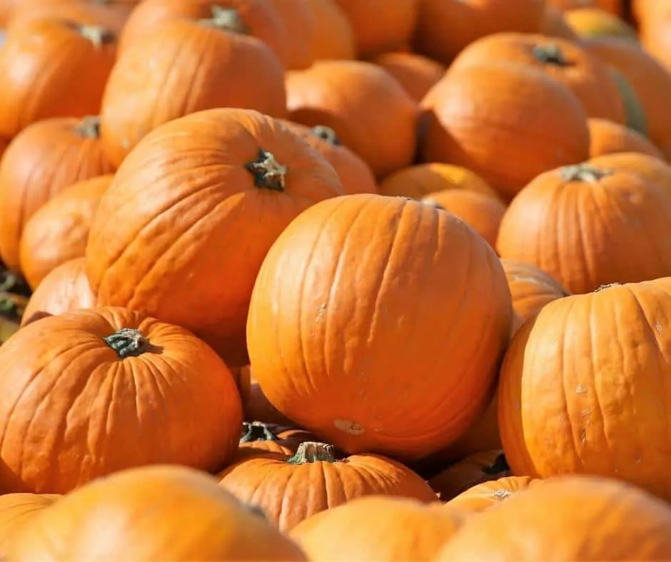 Pumpkins at a pumpkin patch