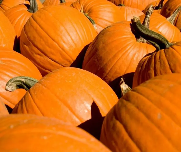 Pumpkins at a San Diego Pumpkin Patch