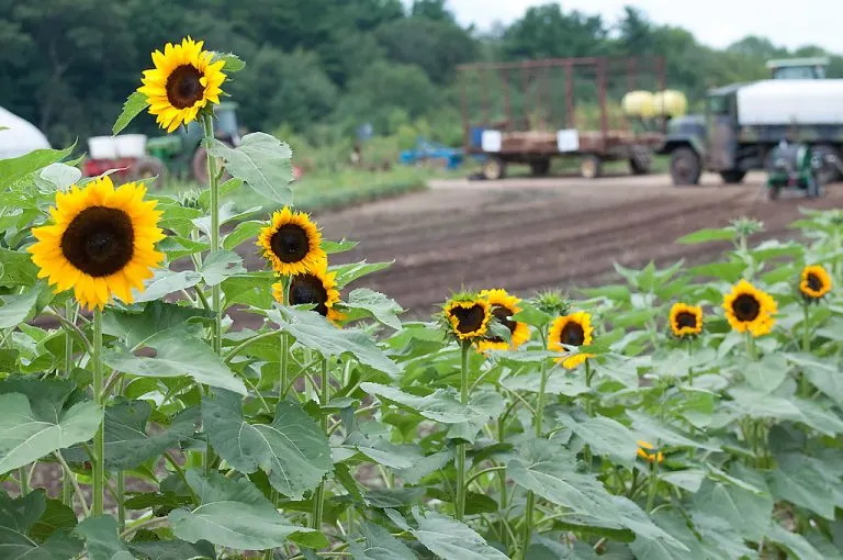 Sunflowers