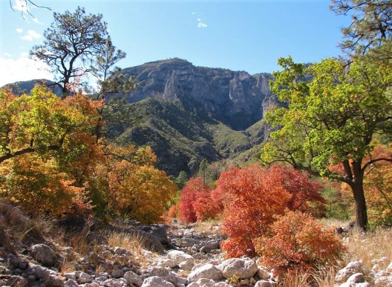 McKittrick Canyon in Guadalupe Mountains National Park is a good place to see Texas Fall foliage