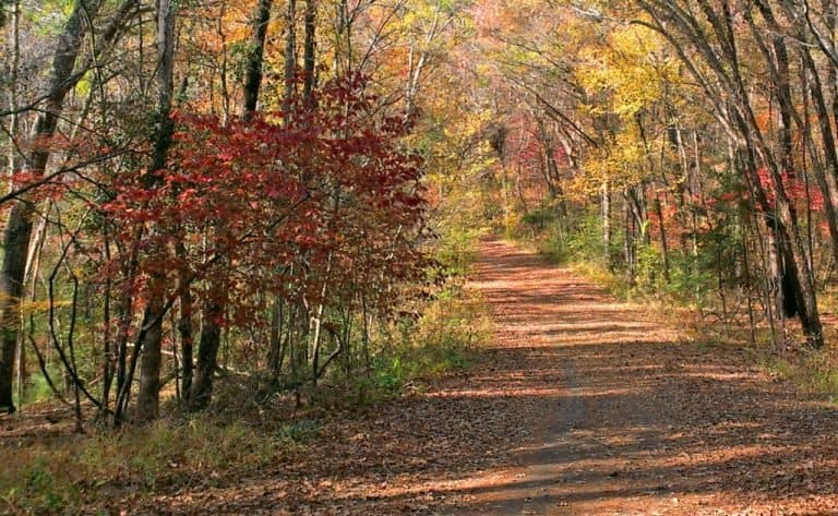 Fall Foliage in Tyler State Park