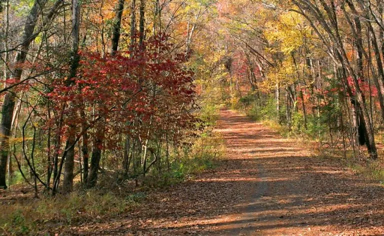 Fall Foliage in Tyler State Park