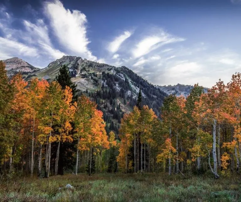 Snowbird Resort in the fall