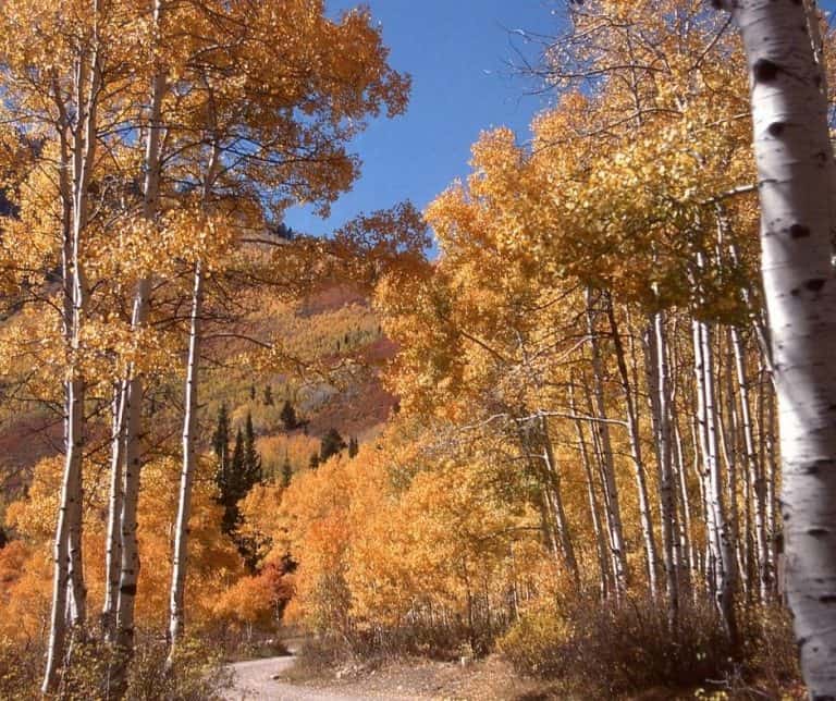 Aspen Grove Near Timpangos Cave in Utah