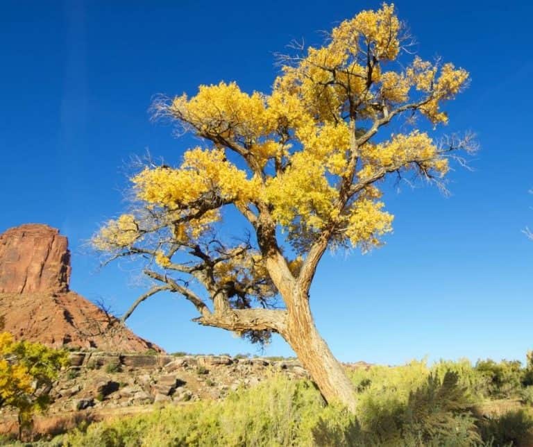 Utah Fall Colors can be found in Indian Creek Canyon