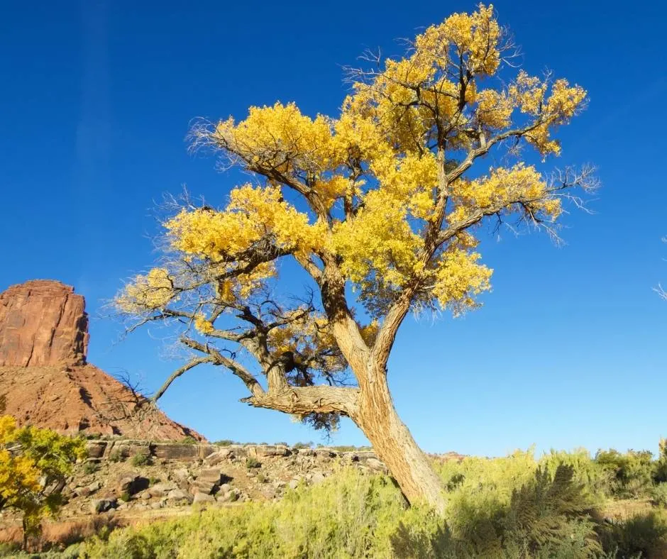 Utah Fall Colors can be found in Indian Creek Canyon