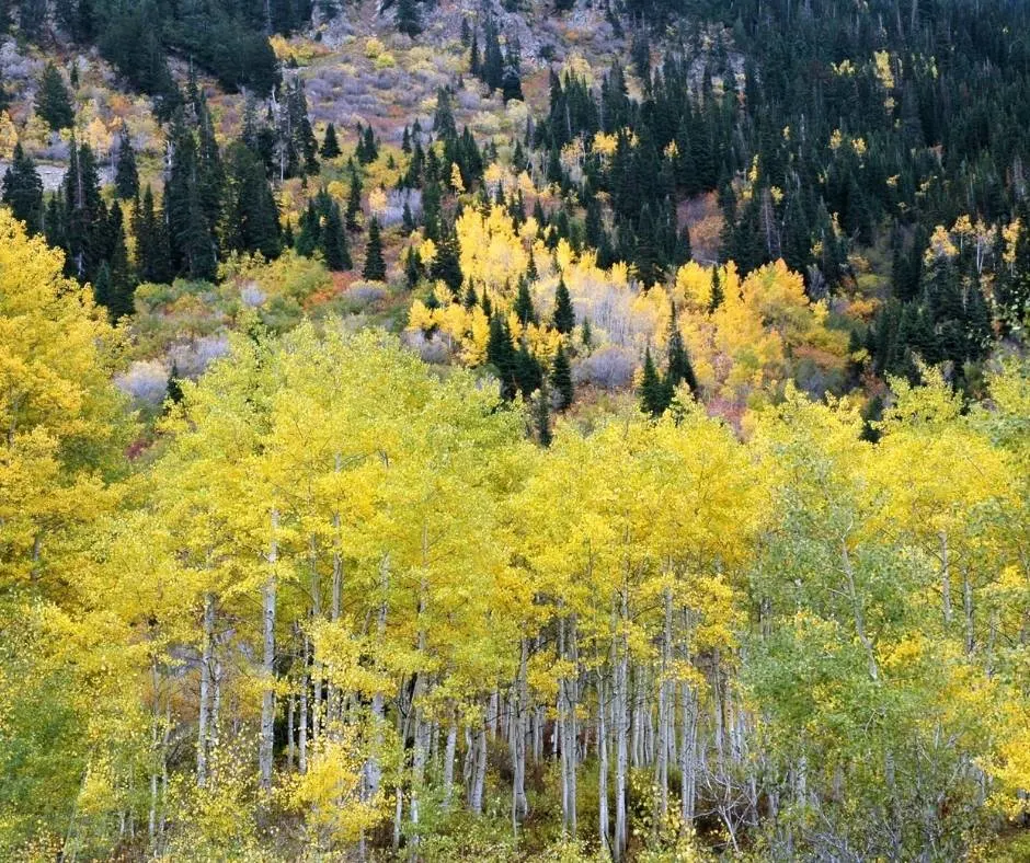 Little Cottonwoods Canyon Utah