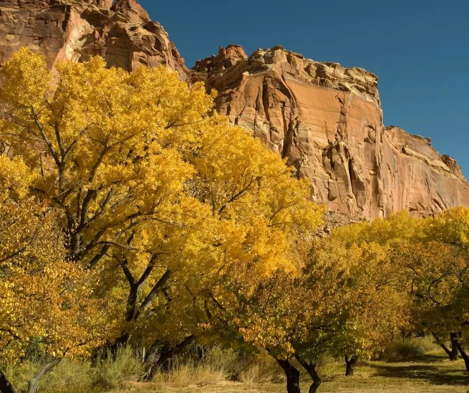 Orchards in Capitol Reef National Park showing off their Utah fall colors. 